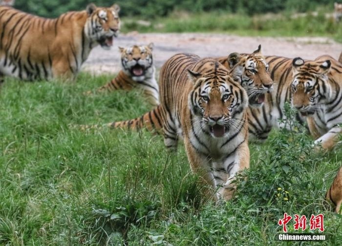 黑龍江省牡丹江市，中國橫道河子貓科動物飼養(yǎng)繁育中心內(nèi)的老虎。