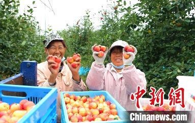 圖為興安盟沙果迎豐收?！】朴仪捌煳麄鞑抗﹫D