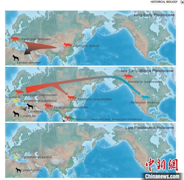 非洲野犬-異豺支系的演化脈絡圖。　中科院古脊椎所 供圖