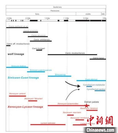 第四紀主要犬族成員分布年代圖?！≈锌圃汗偶棺邓?供圖