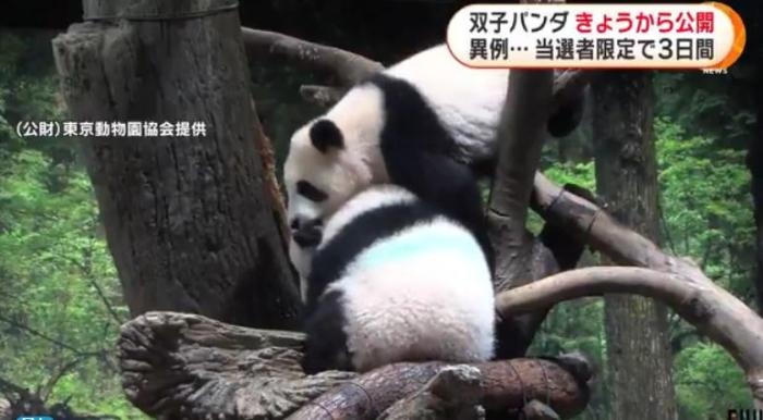 12日，日本東京上野動(dòng)物園的旅日雙胞胎熊貓開(kāi)始同游客見(jiàn)面。(圖片來(lái)源：日本富士電視臺(tái)視頻截圖)
