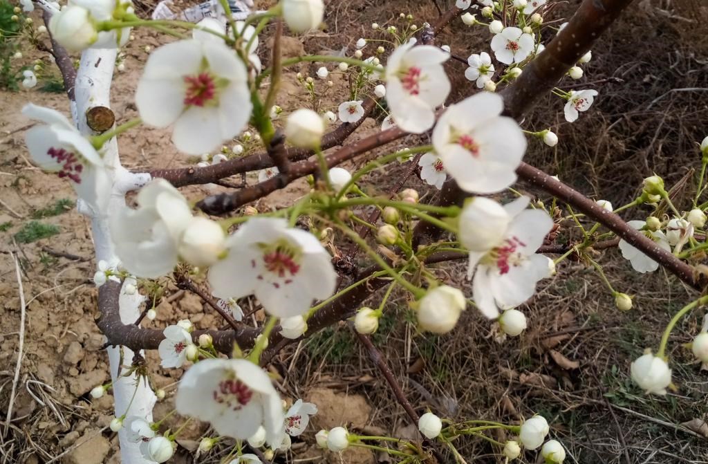 這是拍攝的汾西縣后加樓村盛開的梨花。(受訪者供圖)