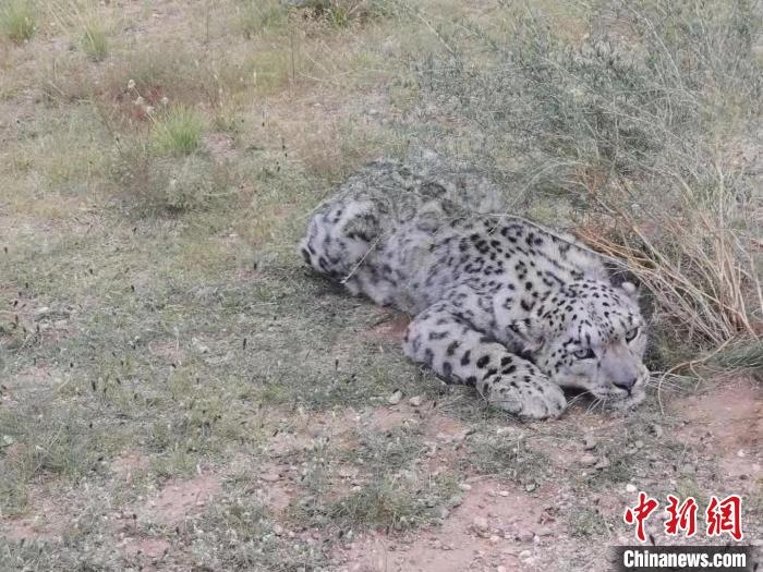 圖為在四子王旗發(fā)現(xiàn)的雪豹(資料圖)?！∷淖油跗炀焦﹫D