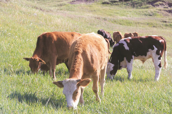 1760669780877030.jpg 農(nóng)業(yè)3.jpg