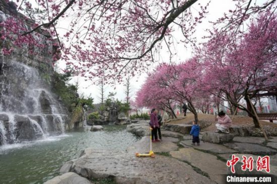 2月23日，市民在乾藝梅園景區(qū)觀賞綻放的梅花。陳興輝 攝
