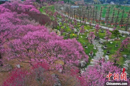 2月23日，航拍乾藝梅園景區(qū)綻放的梅花。瞿宏倫 攝