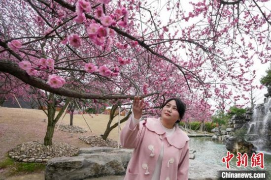 2月23日，市民在乾藝梅園景區(qū)觀賞綻放的梅花。陳興輝 攝