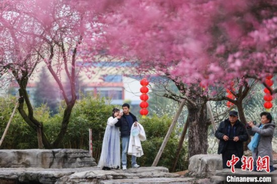 2月23日，市民在乾藝梅園景區(qū)觀賞綻放的梅花。瞿宏倫 攝