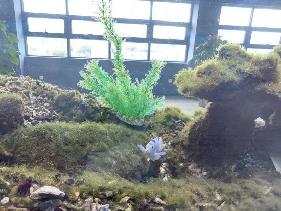 圖為寶鋼湛江鋼鐵水控中心，觀賞海魚(yú)在鋼渣漁礁里游動(dòng)
