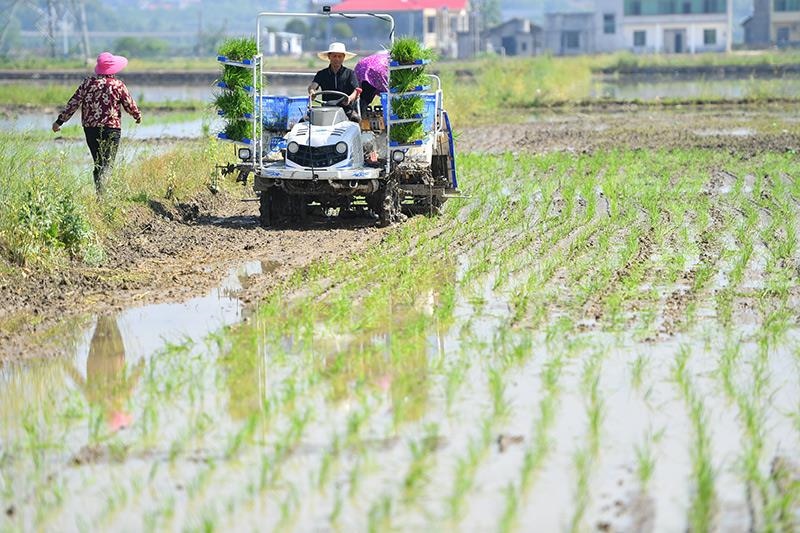 △2023年4月26日，湖南湘潭市雨湖區(qū)姜畬鎮(zhèn)易建河村的一處高標(biāo)準(zhǔn)農(nóng)田，農(nóng)民駕駛插秧機(jī)插秧。