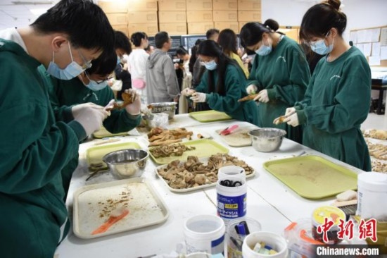 圖為鄭州大學(xué)在校大學(xué)生正在清理骨骼標(biāo)本。王宇 攝
