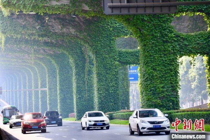 車輛從長滿爬山虎的橋墩旁經(jīng)過?！埨?攝