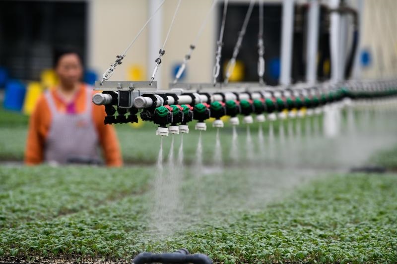 工人在貴陽市開陽縣楠木渡蔬菜良種繁育中心查看自動噴灌系統(tǒng)給辣椒苗澆水情況（2023年5月24日攝）。新華社記者 楊文斌 攝