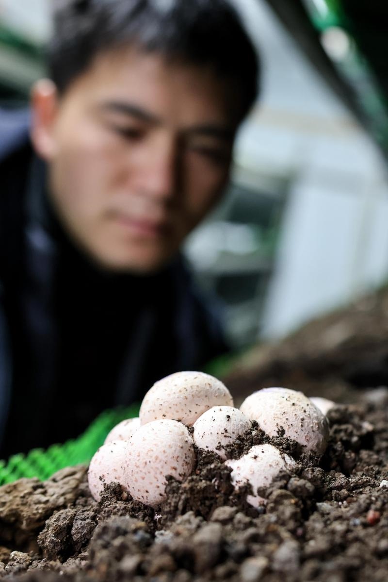 工作人員在貴陽市白云區(qū)食用菌產(chǎn)業(yè)示范園智能菇房內(nèi)查看菌菇生長情況（2022年2月14日攝）。新華社記者 歐東衢 攝