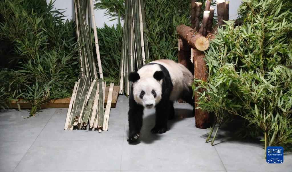 5月29日，大熊貓“丫丫”回到北京動物園。新華社發(fā)（付卓新 攝）
