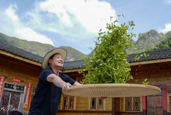 2023年4月19日，重慶市南川區(qū)德隆鎮(zhèn)茶樹村一個居民點，制茶工藝傳承人在幫助村民翻曬新鮮茶葉。