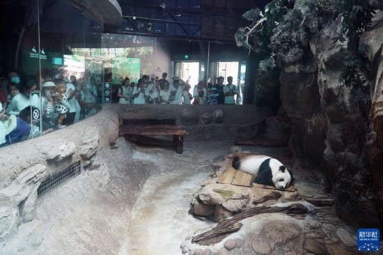 6月22日，游客在北京動物園大熊貓館參觀。新華社記者 任超 攝
