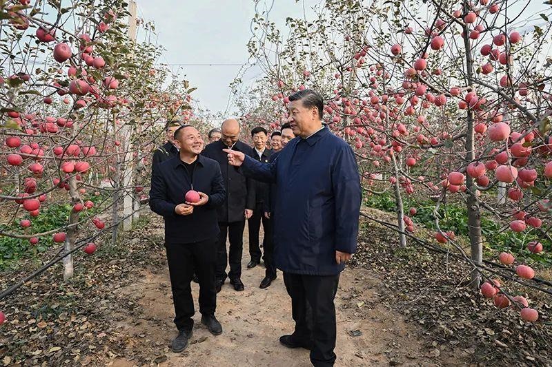 △2022年10月26日，陜西延安高橋鎮(zhèn)南溝村，習(xí)近平總書記走進(jìn)果園，向現(xiàn)場采摘的果農(nóng)了解蘋果收成。