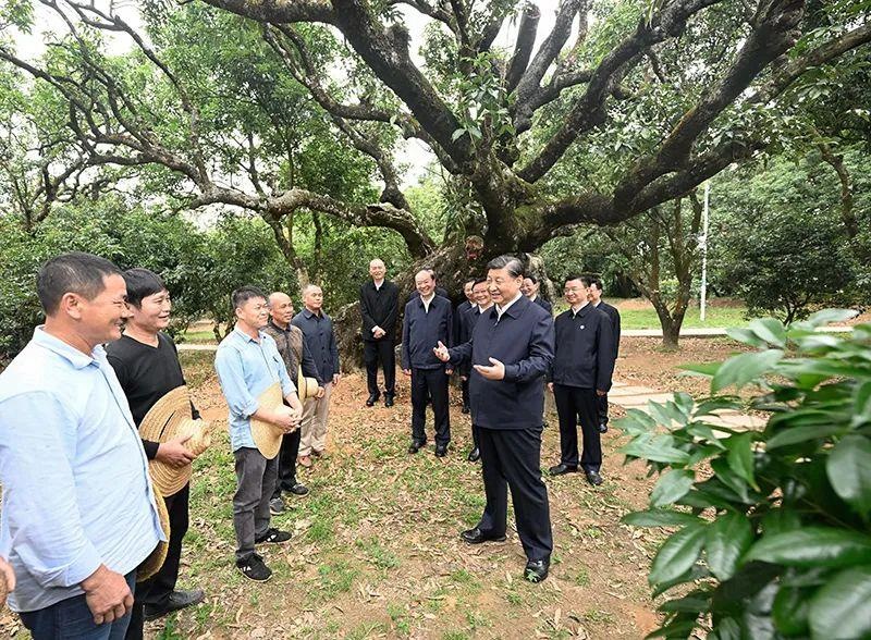 △今年4月11日，習(xí)近平總書記在廣東茂名高州市根子鎮(zhèn)柏橋村荔枝種植園，同現(xiàn)場技術(shù)人員親切交流。