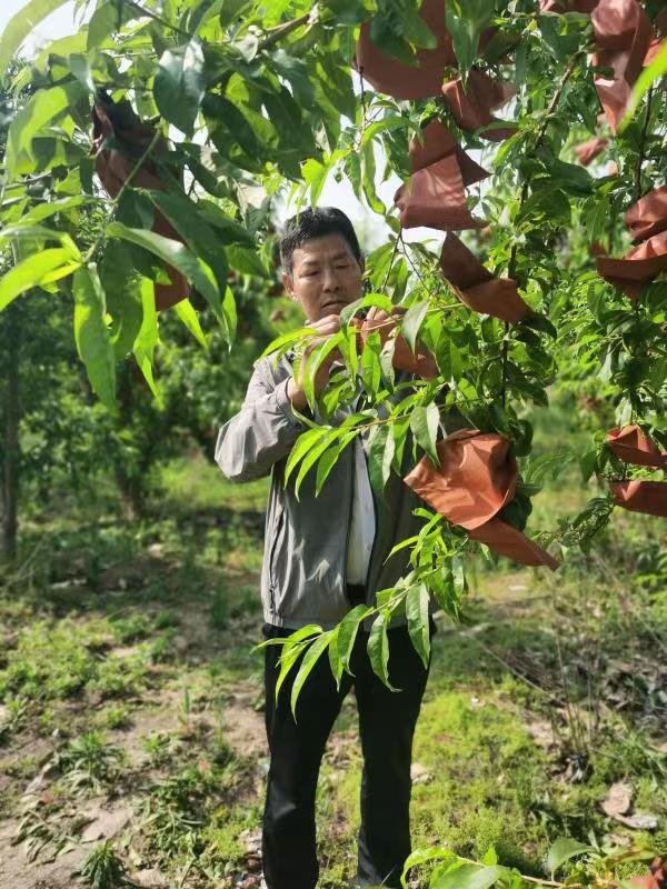 河南長(zhǎng)垣樊相鎮(zhèn)谷寨采摘園。王紹紹攝