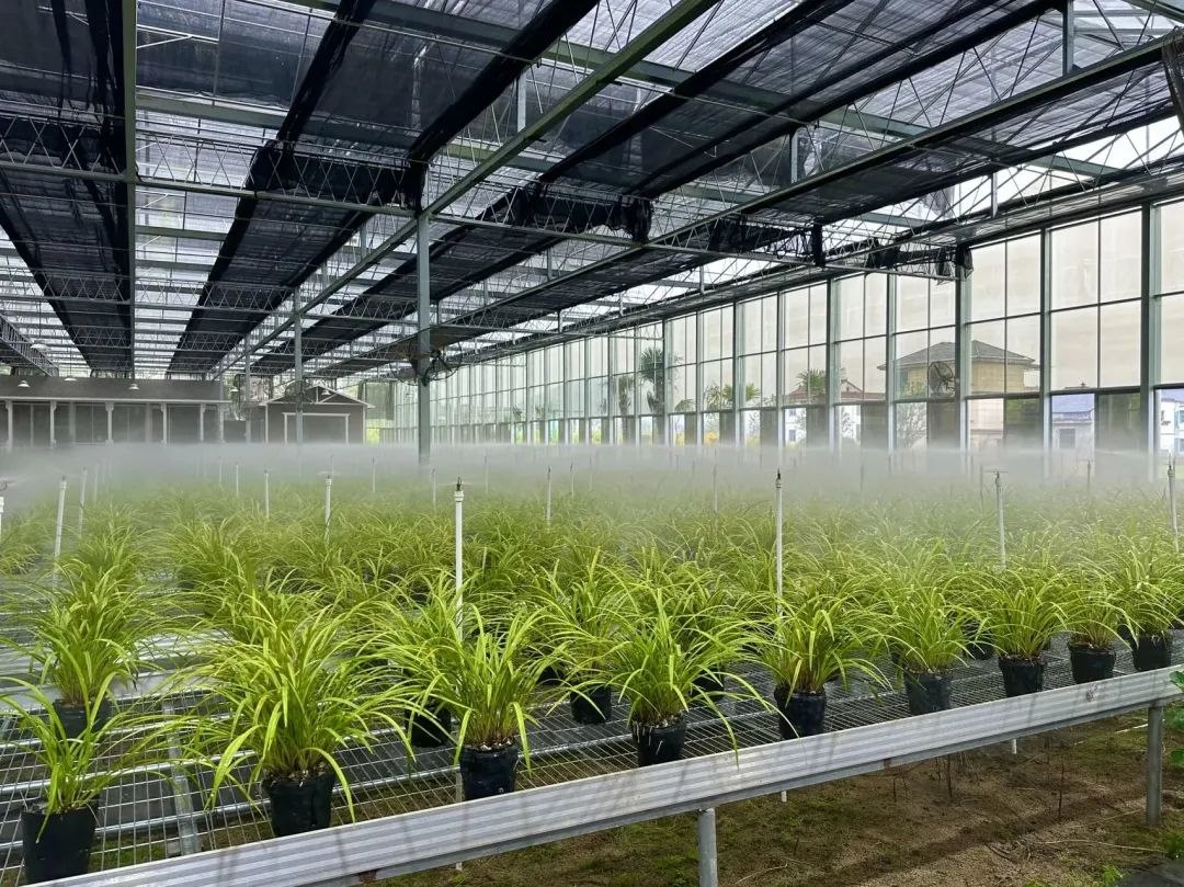 浙江省紹興市柯橋區(qū)漓渚鎮(zhèn)棠棣村的蘭花種植基地。靜玄 攝