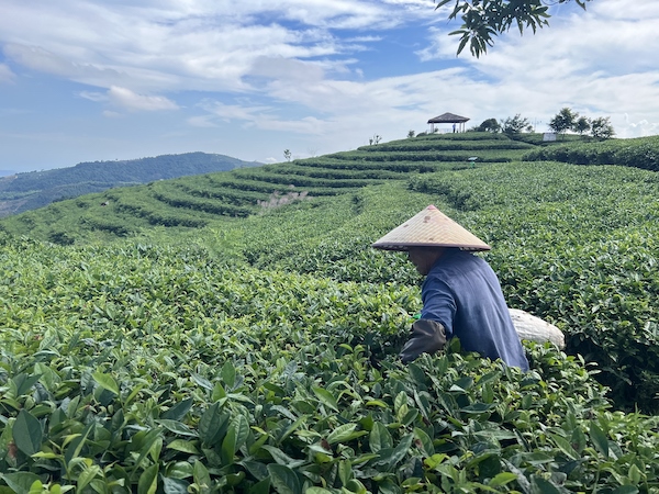 茶農(nóng)正在茶園中采茶。人民網(wǎng) 高清揚(yáng)攝