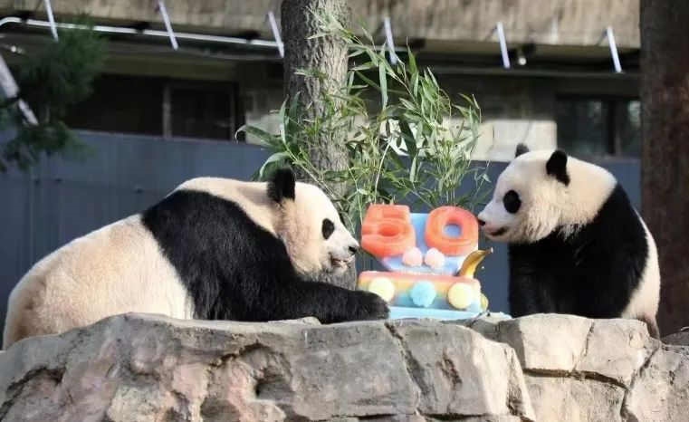 2022年，美國國家動(dòng)物園舉辦活動(dòng)慶祝大熊貓抵美50周年，園方為大熊貓“美香”“添添”和“小奇跡”一家三口準(zhǔn)備了有“50”字樣的冰凍水果蛋糕。（圖片來源：雅安市廣播電視臺）