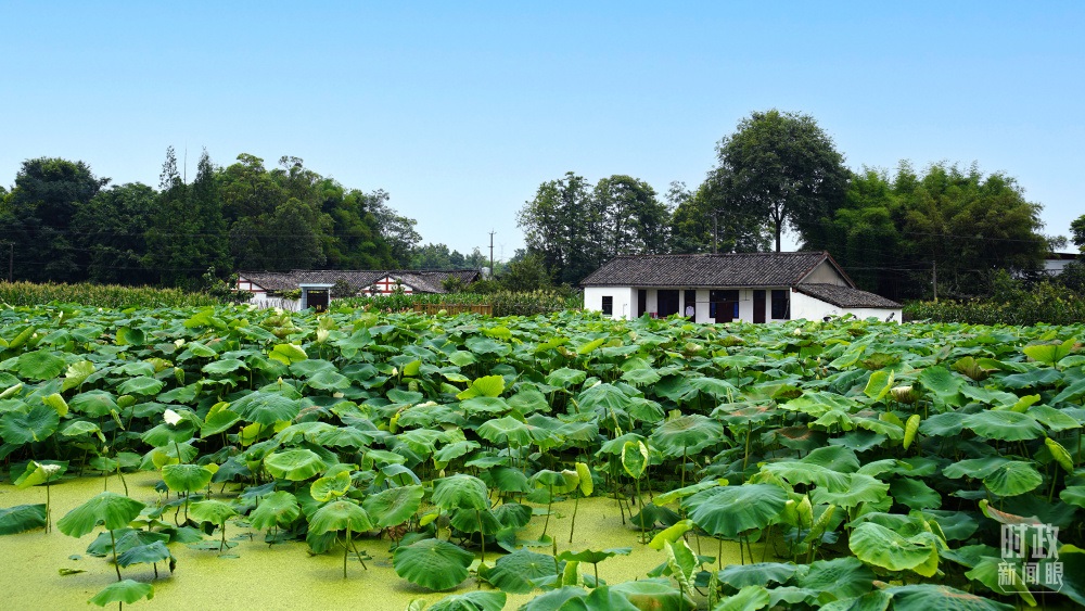 四川眉山，永豐村荷塘。2022年6月，習(xí)近平曾到此調(diào)研鄉(xiāng)村振興情況。（總臺央廣記者潘毅拍攝）