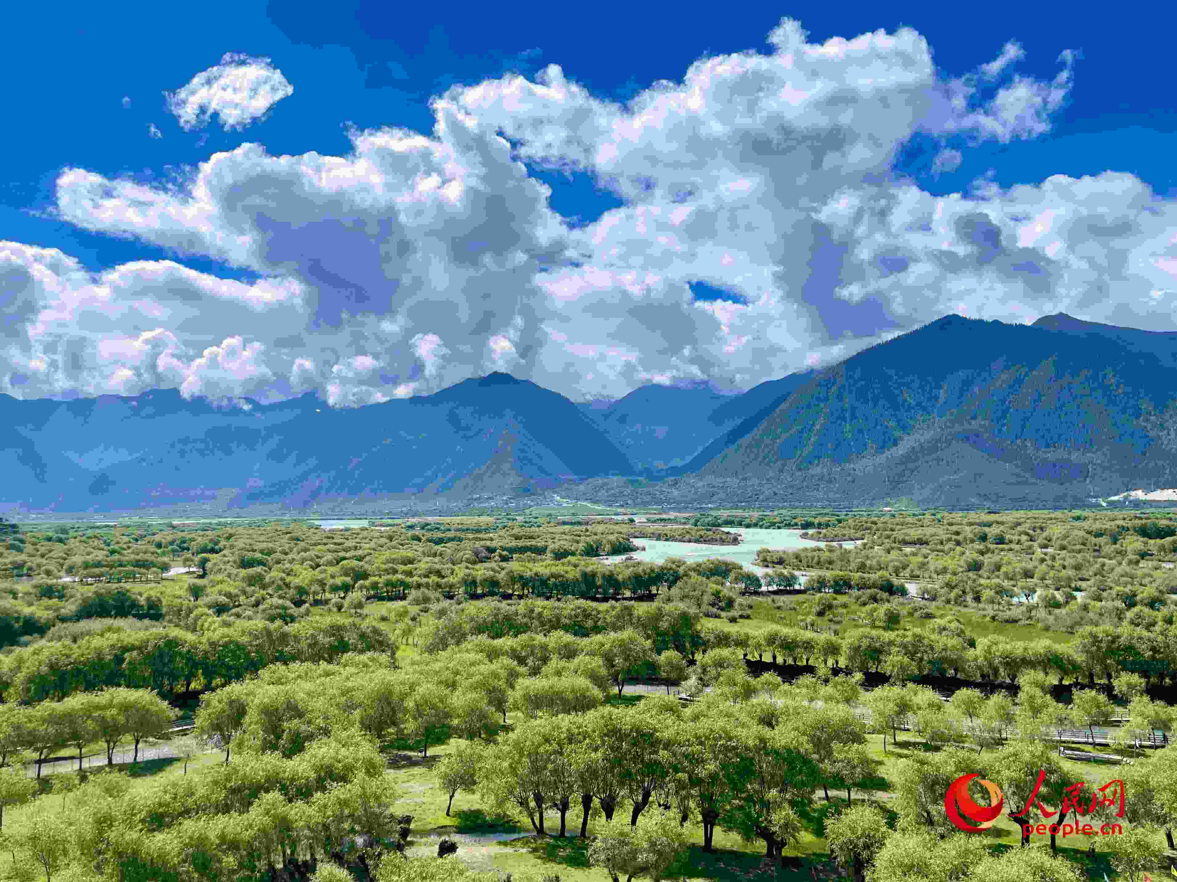夏日的雅尼國家濕地公園生機盎然，如詩如畫。人民網(wǎng) 周靜圓攝