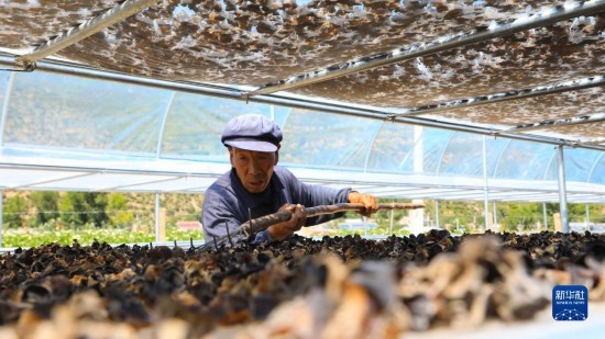 7月29日，在卓尼縣納浪鎮(zhèn)納浪村黑木耳種植基地，農(nóng)戶在翻曬黑木耳。