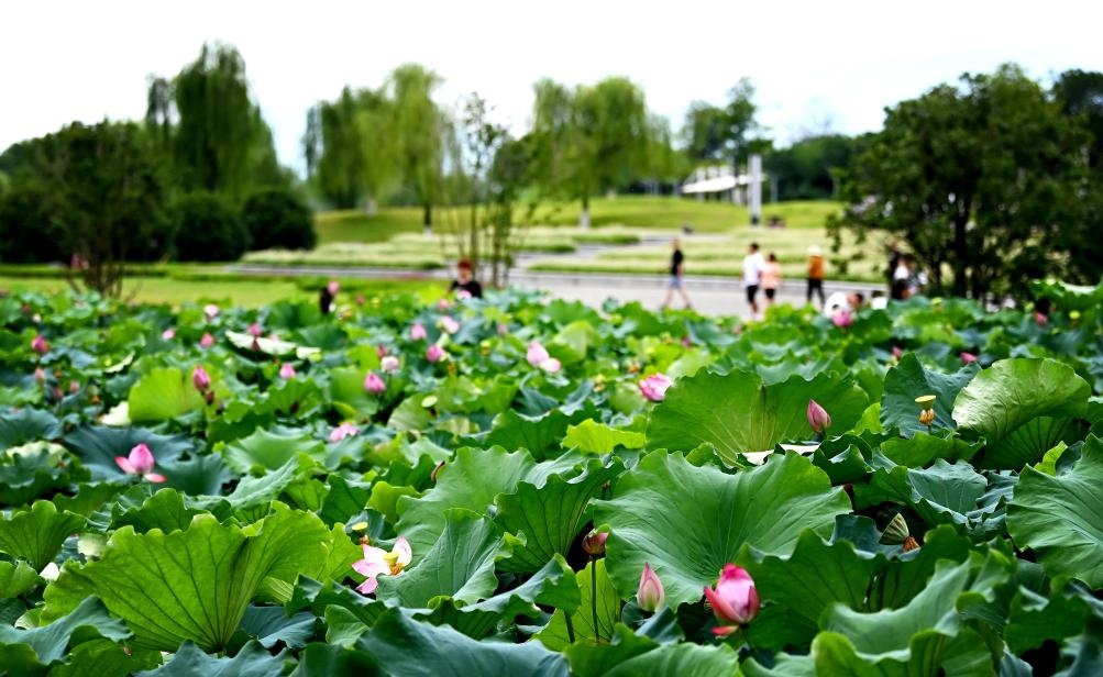 日前，陜西省漢中市漢江兩岸的天漢濕地公園內(nèi)，市民在休閑賞景。新華社記者 劉瀟 攝