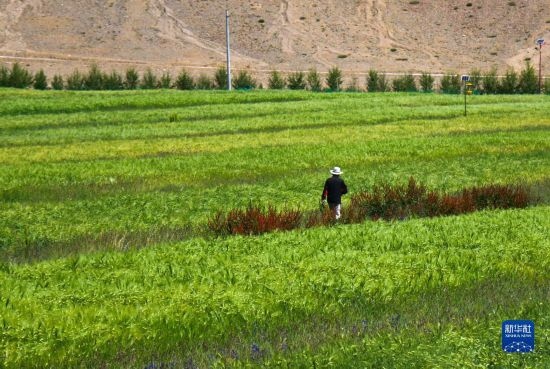 8月12日，西藏阿里地區(qū)普蘭縣赤德村村民在一片青稞田里行走。