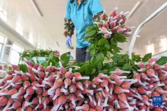 8月17日，農(nóng)民在吉林省德惠市朱城子鎮(zhèn)沿河村程雪家庭農(nóng)場(chǎng)打包玫瑰花。新華社記者 張楠 攝