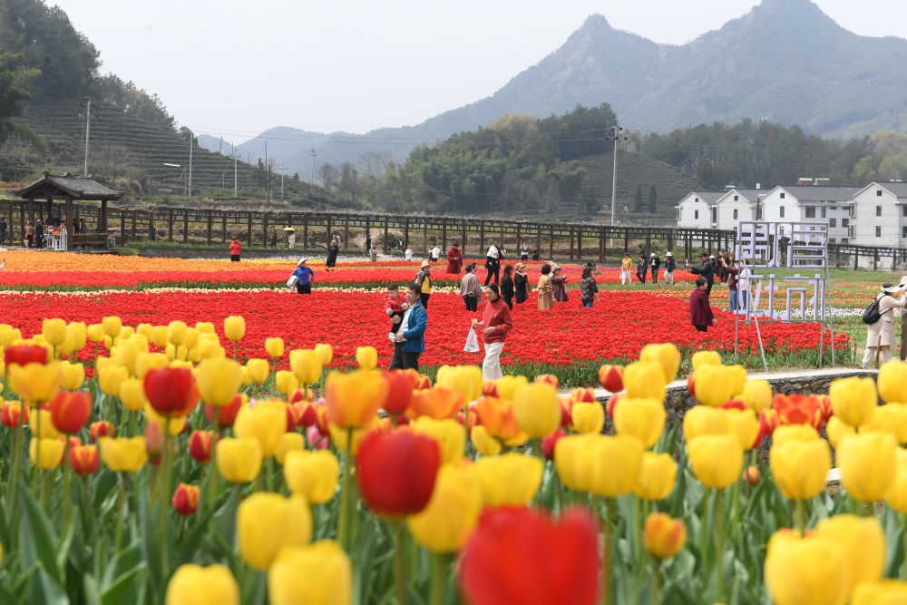金華市浦江縣210省道旁的鮮花農(nóng)場(chǎng)（3月28日攝）。新華社記者 翁忻旸 攝