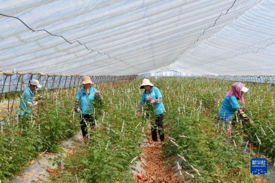 8月17日，農(nóng)民在吉林省德惠市朱城子鎮(zhèn)沿河村程雪家庭農(nóng)場(chǎng)采摘玫瑰花。新華社記者 張楠 攝