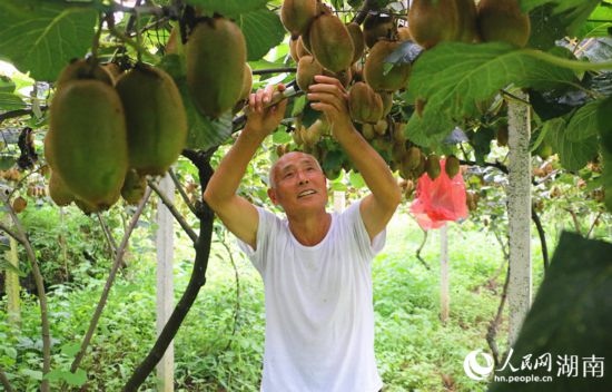“農(nóng)民專家”丁清清在果園里采摘。 人民網(wǎng)記者 劉賓攝