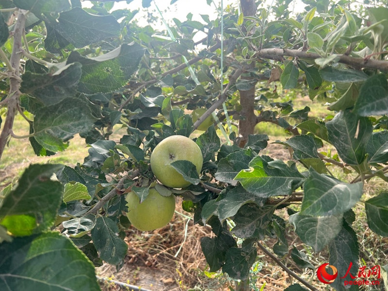 已有蘋果掛在枝頭，10月底即可成熟。人民網(wǎng)記者 常雪梅攝