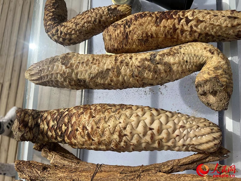 林下經(jīng)濟(jì)作物肉蓯蓉。人民網(wǎng)記者 常雪梅攝