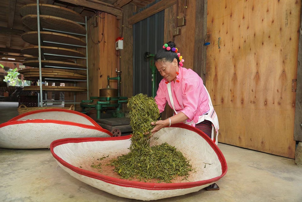 當(dāng)?shù)卮迕裾谌嗄聿枞~。普洱景邁山古茶林保護(hù)管理局供圖
