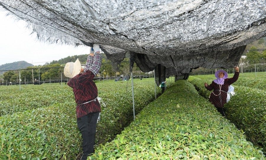  在浙江省紹興市越城區(qū)富盛鎮(zhèn)抹茶生產基地，農戶為茶樹拉遮陽網（2023年2月28日攝）。