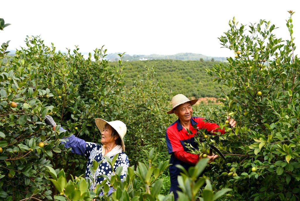2020年8月25日，村民在河南省光山縣槐店鄉(xiāng)司馬光油茶園內(nèi)勞作。新華社記者郝源攝