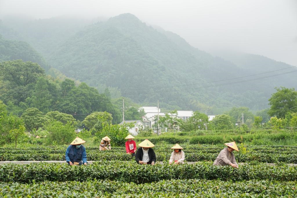 2022年5月11日，村民在大灣村生態(tài)茶園內(nèi)采摘茶葉。新華社記者杜宇攝