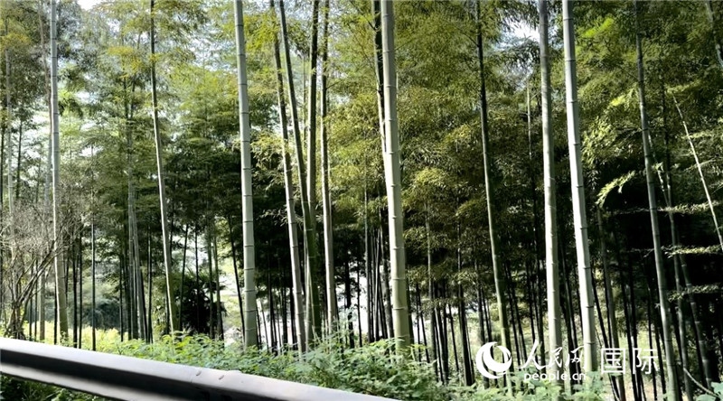 沿途中的竹林。人民網(wǎng)記者 周雨攝