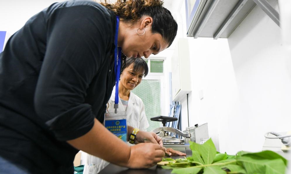 9月17日，來自哥倫比亞的研修班學員埃文·奧拉亞（左）在中國專家的指導下學習實操木薯組培快速繁育技術。