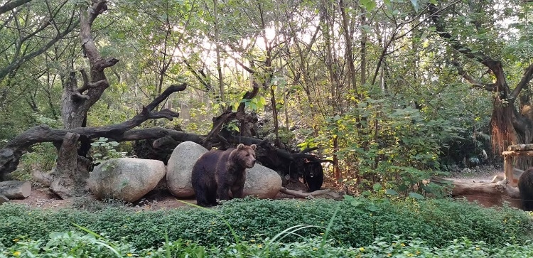 長隆野生動物世界園區(qū)內(nèi)，黑熊在森林間散步。人民網(wǎng)記者 張藝開攝
