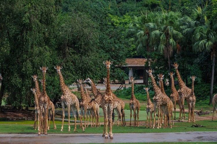 長隆野生動物世界園區(qū)內(nèi)，長頸鹿正在散步。鄧泳怡攝