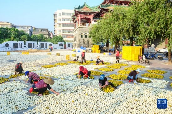 11月25日，在廣東省江門(mén)市新會(huì)區(qū)一處空地，人們對(duì)新會(huì)柑皮進(jìn)行翻皮晾曬。