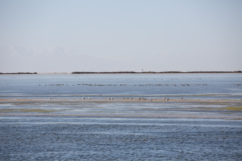 鳥兒在青海察爾汗鹽湖邊的淡水湖上棲息（2017年9月10日攝）。新華社記者 金立旺 攝