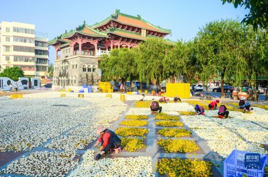 11月25日，在廣東省江門(mén)市新會(huì)區(qū)一處空地，人們對(duì)新會(huì)柑皮進(jìn)行翻皮晾曬。