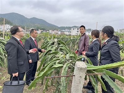  圖④：岑溪法院糯垌法庭法官深入轄區(qū)火龍果基地調(diào)研。